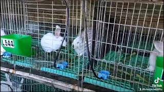 pure rabbit breeds  LUTAAYA RABBITRY FARM in Uganda [upl. by Aronle998]