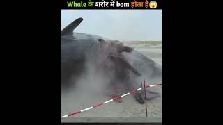 why are sharks so dangerous😨 shorts trending allfacts shark whale facts [upl. by Ilrebmyk]