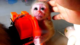 Today just grooming monkey Abi play some toys and she is really excited [upl. by Rawna]