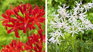 How to Plant Nerines Summer Garden Guide [upl. by Otero717]