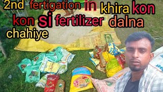 2nd fertigation Secrets for Boosting Khira Yields kheera khira farming [upl. by Ayalahs]