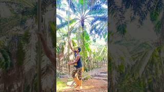 A biggest palm gardern in Malaysiaviralshortpalmgardenmalaysiafarmingpalm [upl. by Wilma]