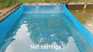 Expert Guide to Concrete Pond Tilapia Farming [upl. by Ylirama]