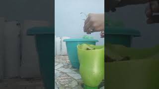 transplanting gomphrena plant youtubeshorts viralvideo gardningtips [upl. by Annnora160]