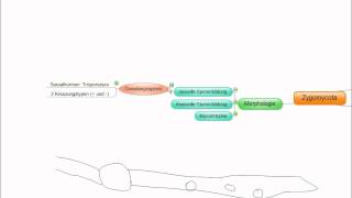 03 Crashkurs Mikrobiologie Zygomycota [upl. by Koral977]