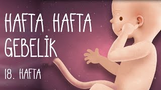 Hafta Hafta Gebelik 18 hafta [upl. by Eissirhc]