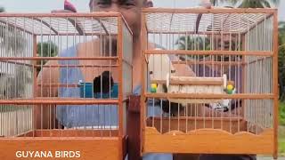 CLINTON VS VEMAL TOWA TOWA BIRD RACE IN ESSEQUIBO [upl. by Aloysius]