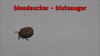 Tick bloodsucker  Blutsauger  Ein Rekordjahr für Zeckendas gefährlichste Tier Deutschlands [upl. by Fesuy496]