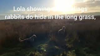 Bedlington Whippets Rabbit hunting in the long grass Lola Missy and Brutus [upl. by Sheeran81]