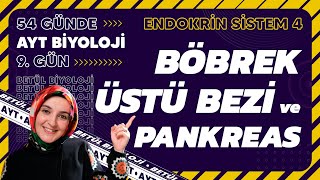 9 Böbrek Üstü Bezi  Pankreas  Endokrin Sistem  11 Sınıf Biyoloji  AYT Biyoloji Kampı 9 Gün [upl. by Htbazile206]