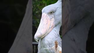 Rare Birds Sounds 😯  Shoebill  Cassowary  Ghost Bird  Ground Hornbill  White Bellbird [upl. by Quintus]