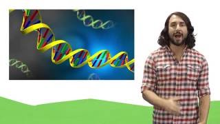 Nucleic Acids DNA and RNA [upl. by Aiynot160]