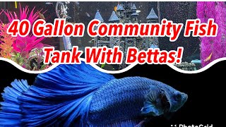 40 Gallon Community Fish Tank with a Male Betta and Many Female Bettas [upl. by Ttezzil563]