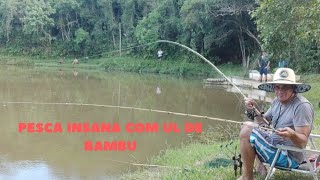 Pesca INSANA com Massa BLESSING 🥜 e UL de bambu 🎣 [upl. by Iznil]