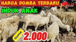 CUMA 2000 ‼️ INDUK ANAK JANTAN  HARGA DOMBA HARI INI [upl. by Lazaro]