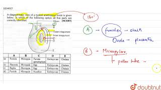 A diagrammatic view of a typical anatropous ovule is given below in which of the following [upl. by Aronas728]