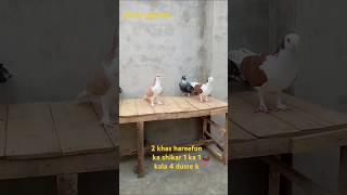 Aj k 5 shikar kabootar kabootar kabutar bird pigeon [upl. by Ytsur]