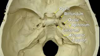 Cranial Foramina  Mnemonic Phrase [upl. by Aremus404]