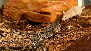 Eastern Diamondback Rattlesnake Takes Mouse With Massive Venom Injection [upl. by Tiny836]