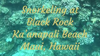 Snorkeling at Black Rock Kaanapali Beach Maui Hawaii [upl. by Fabien183]