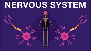 Nervous System  Get to know our nervous system a bit closer how does it works  Neurology [upl. by Corbie]