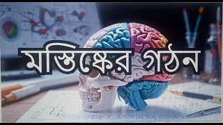 মস্তিস্কের গঠনপার্ট।মেডিকেল প্রিপারেশন। Brain StructureHSC Zoology [upl. by Aser]