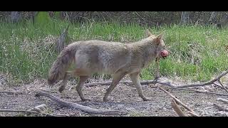 Trail cam footage of Coyote trailcam gamecamera wildlife [upl. by Malva]