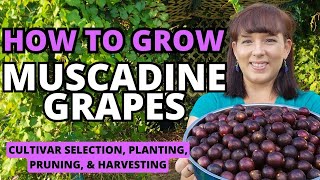 The BEST Muscadine Grape Grow Guide  How To Grow Muscadine Grapes At Home grape garden fruit [upl. by Cindie]