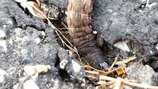 Yellow underwing caterpillar clearing out a hiding spot [upl. by Auot]