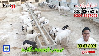 ANMOL Agriculture Dairy And Cattle Farm Pand Nayizi Fateh jang Rod Attock 0301 8565315 Part01 [upl. by Aruabea]