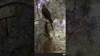 Sperberweibchen wald tiere wildlife greifvögel [upl. by Gregrory778]