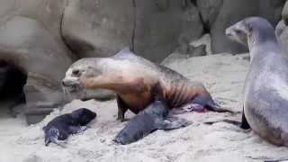 Three Sea Lions Born Today  La Jolla Cove California [upl. by Akiv875]