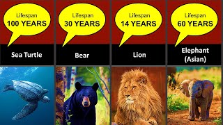 Animals Lifetime [upl. by Nicodemus]