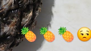 Peeling slicingpineapplefruitasmr [upl. by Aivle]