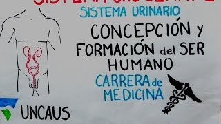 EMBRIOLOGÍA SISTEMA URINARIO MEDICINA UNCAus CFSH [upl. by Rediah891]