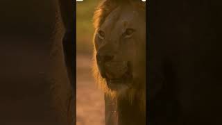 Powerful sound of loin animal animalslover animals loinie dog goldenretriever elephant [upl. by Ilram]