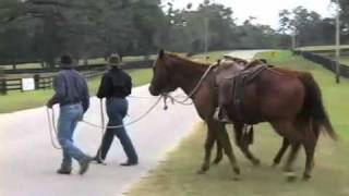 Parelli Natural Horse Training Tip  Safely riding horses near roads [upl. by Elnore]