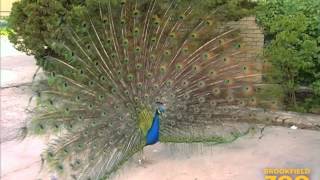 Peafowl at Brookfield Zoo [upl. by Enawtna]