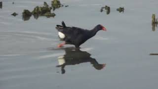 Porphyryo porphyryo  calamón común  Western Swamphen [upl. by Ardnohsal329]