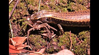 Huntsman Spider for Breaky  Bronte Gully  By Cora Bezemer  Music Abunai [upl. by Nevetse]