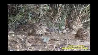 Colinus cristatus Crested Bobwhite MalmokAruba15e1852013Antonio Silveira [upl. by Abad]