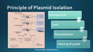 Plasmid Isolation  Plasmid Purification  Alkaline Lysis Method [upl. by Dressel]