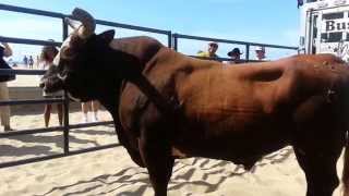 quotBushwackerquot Hall of Fame PBR Bull [upl. by Yulma]