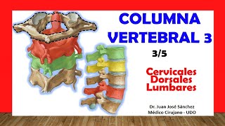 🥇 COLUMNA VERTEBRAL 35  Vertebras Cervicales Dorsales y Lumbares Fácil y Sencillo [upl. by Haiasi276]