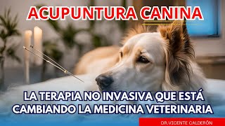 Cómo la acupuntura canina se ha convertido en la terapia no invasiva que está revolucionando [upl. by Rabka979]