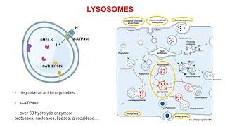 The Exploitation of Lysosomes in Cancer Therapy with Graphenebased Nanomaterials [upl. by Ainatnas]