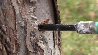 Browntail moth catepillar prevention [upl. by Euqinomahs]