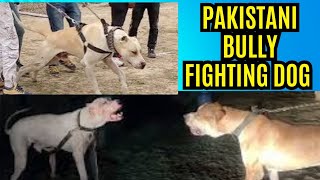 Pakistani Bully Kutta Game Dog in India  Aggressive Pakistani Bully Dog in India [upl. by Assek]