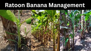 Ratoon Banana ManagementTreatment  Banana Farming  9978686940 [upl. by Ellevart]