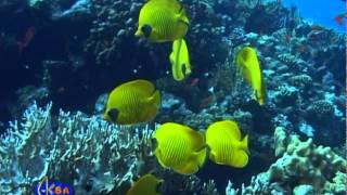 Рыбабабочка маскированная Bluecheek butterflyfish Chaetodon semilarvatus [upl. by Leahplar]